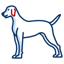 Cane